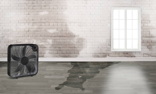 Best Local water damage restoration  in Martsville, IN